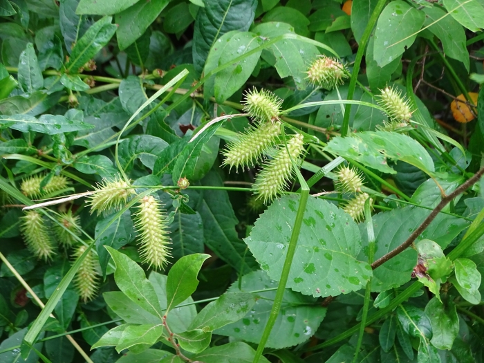 Carex lurida image