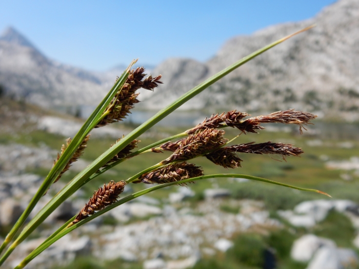 Carex luzulina image