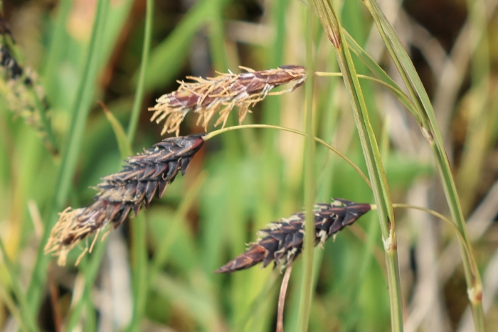 Carex lyngbyei image