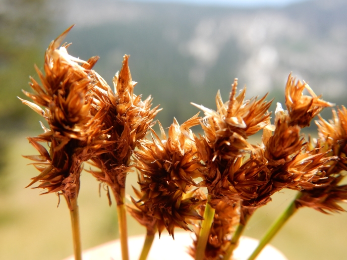 Carex macloviana image