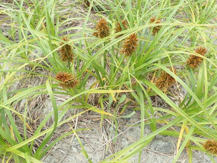 Carex macrocephala image
