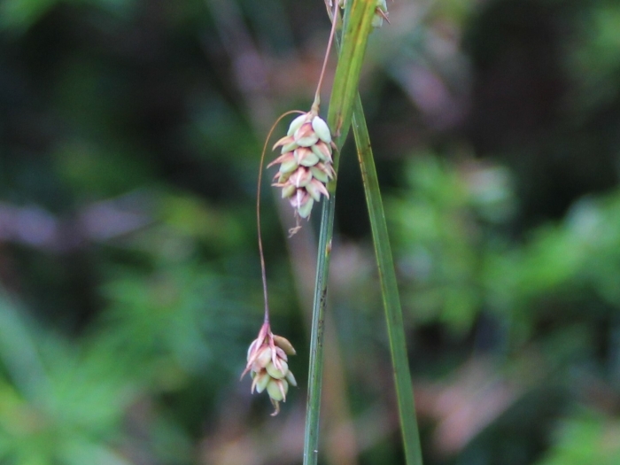 Carex magellanica image