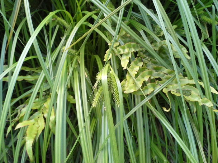 Carex maorica image