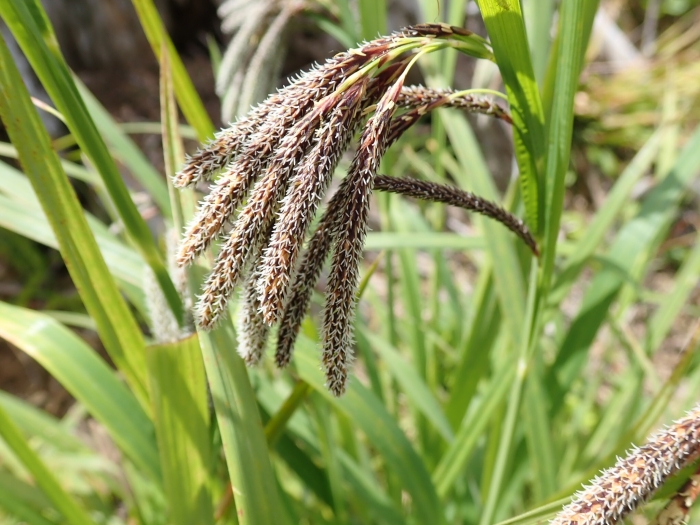 Carex mertensii image