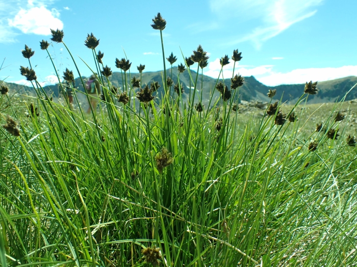 Carex microptera image