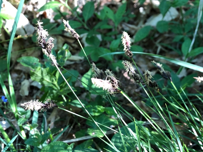 Carex montana image