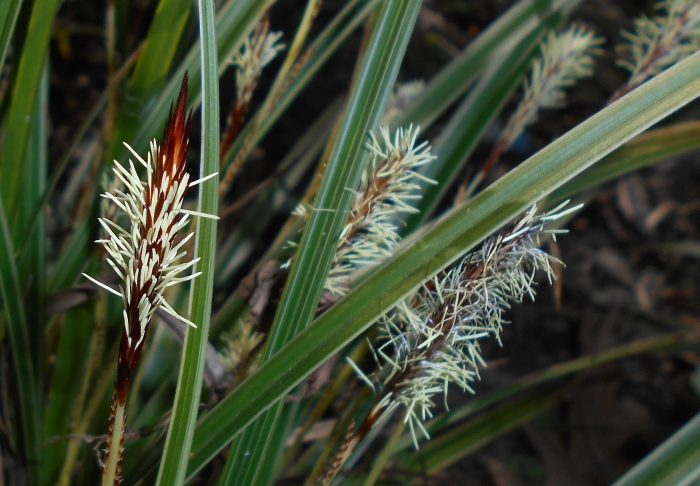 Carex morrowii image