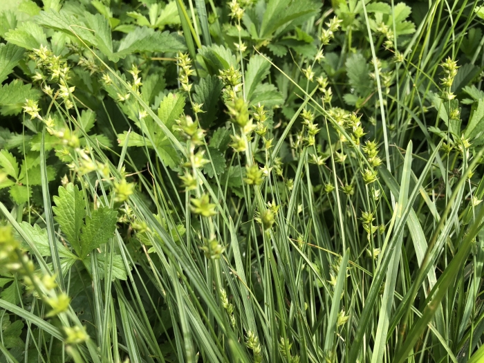 Carex muricata image