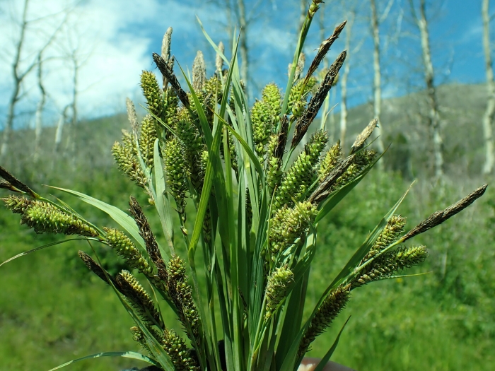 Carex nebrascensis image