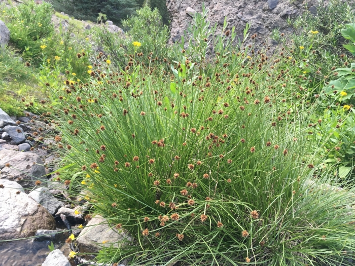 Carex nervina image