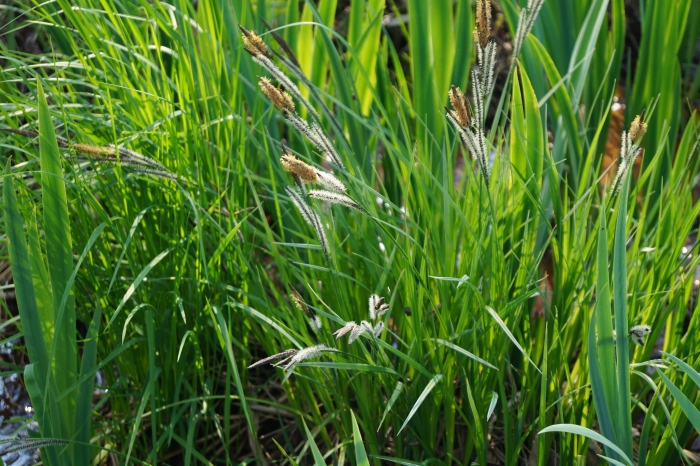Carex nigra image