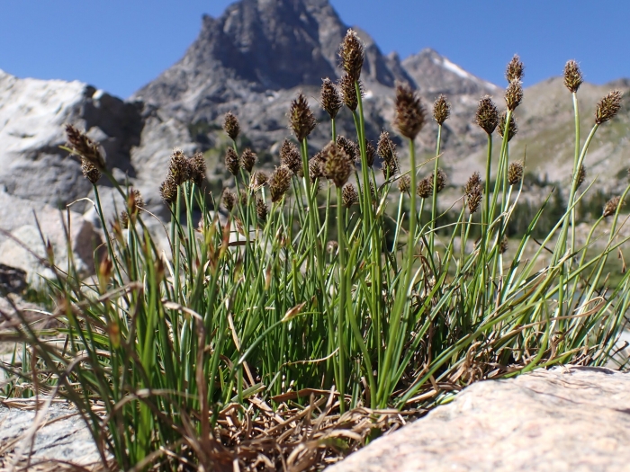 Carex nigricans image