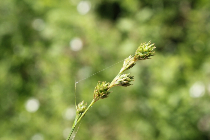 Carex normalis image