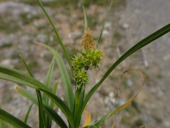 Carex oederi image