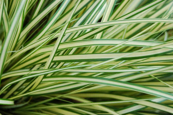 Carex oshimensis image
