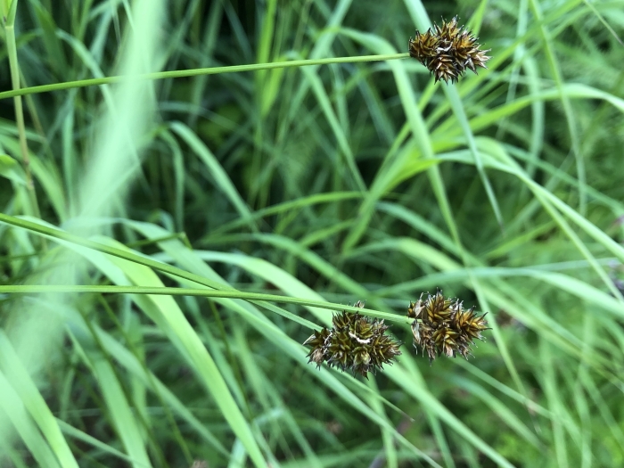 Carex pachystachya image