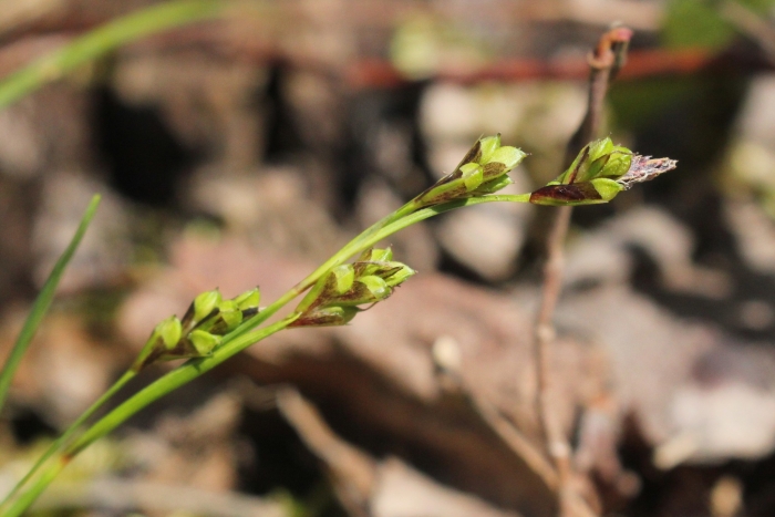 Carex pedunculata image