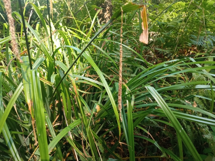 Carex pendula image