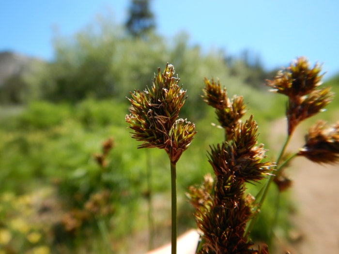 Carex phaeocephala image