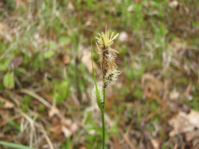 Carex polymorpha image