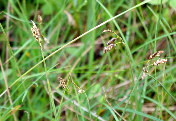 Carex rariflora image
