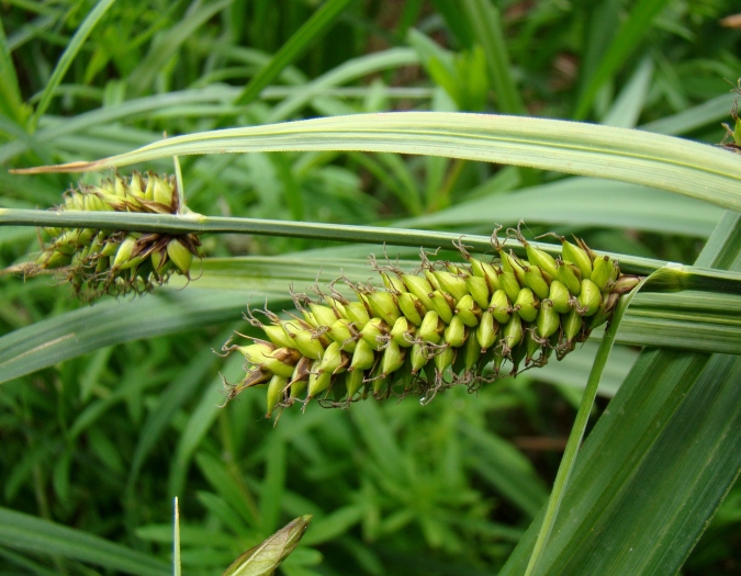 Carex riparia image
