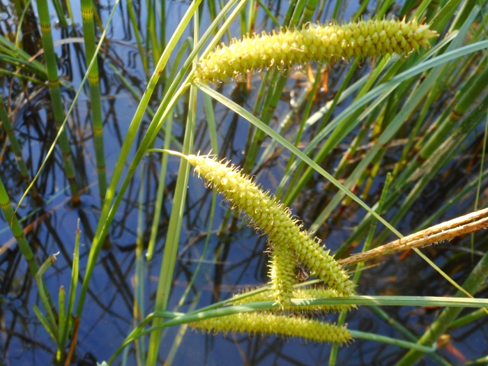 Carex rostrata image