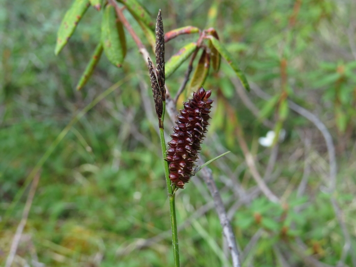 Carex saxatilis image