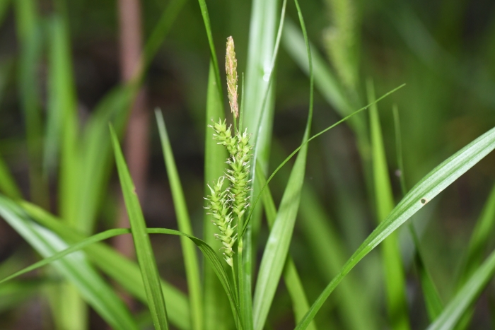 Carex scabrata image