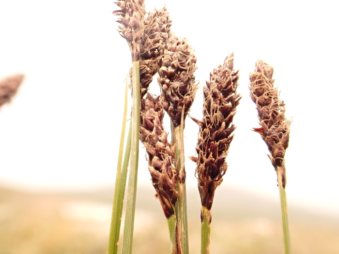 Carex scirpoidea image