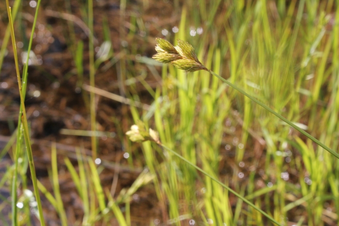 Carex scoparia image