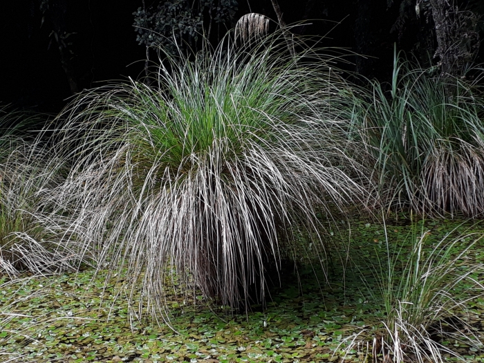 Carex secta image