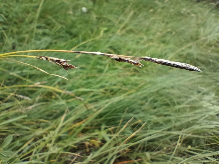 Carex sempervirens image