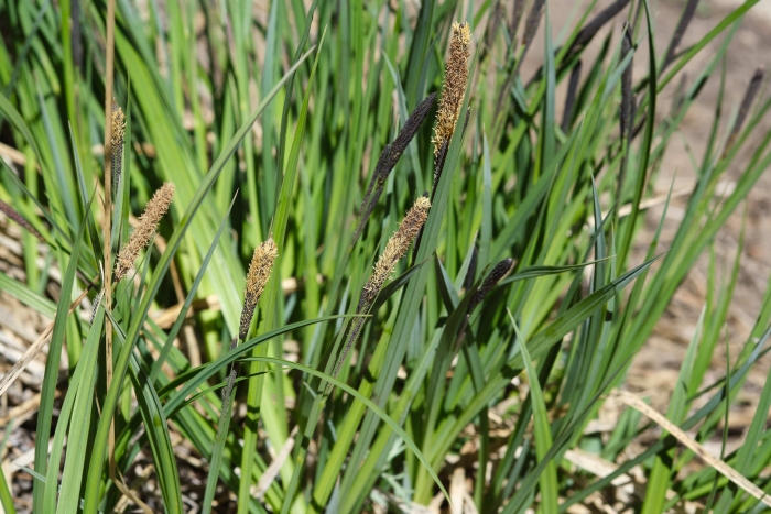 Carex senta image