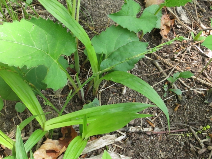 Carex siderosticta image