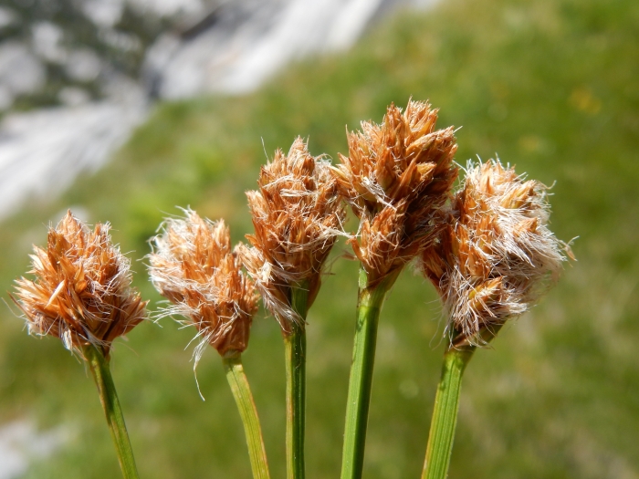 Carex simulata image