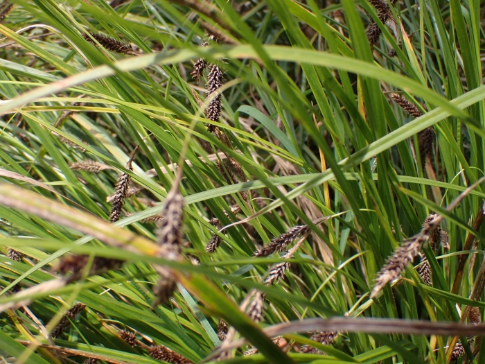 Carex solandri image