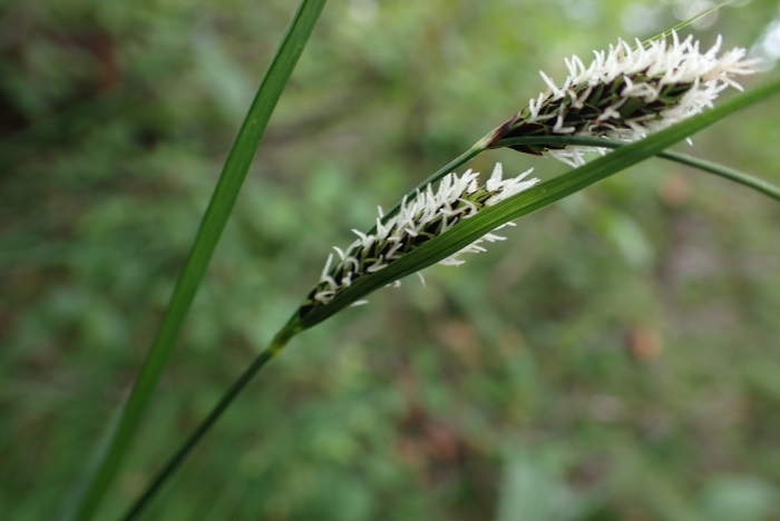 Carex spectabilis image