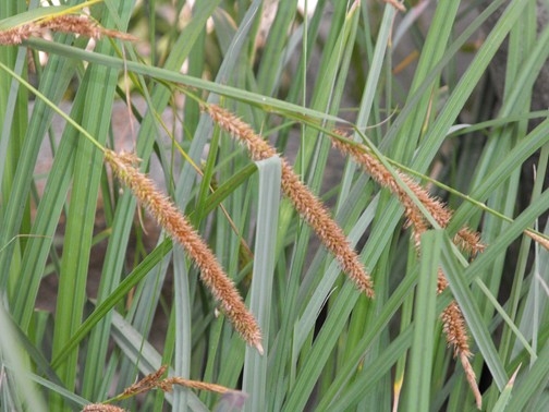 Carex spissa image