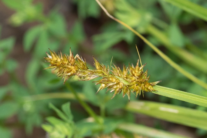 Carex stipata image