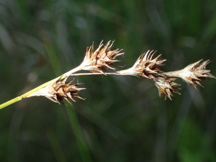 Carex straminea image
