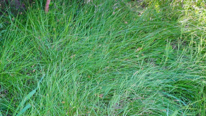 Carex subbracteata image