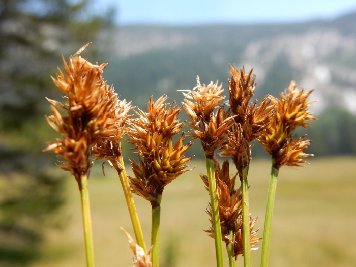 Carex subfusca image