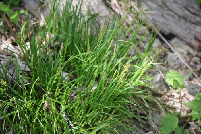 Carex sylvatica image