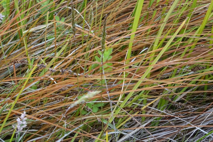 Carex tenuiculmis image