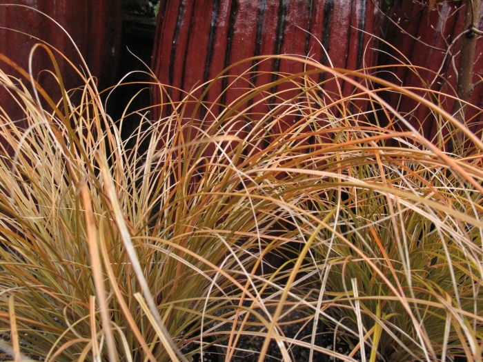 Carex testacea image