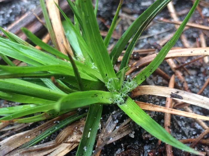 Carex tonsa image