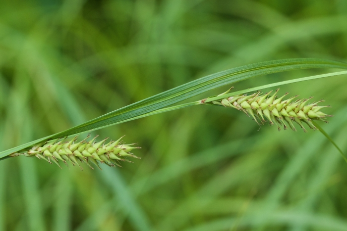 Carex trichocarpa image