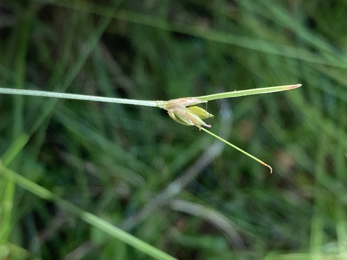 Carex trisperma image