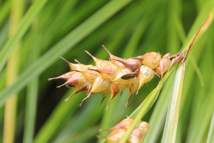 Carex tuckermanii image